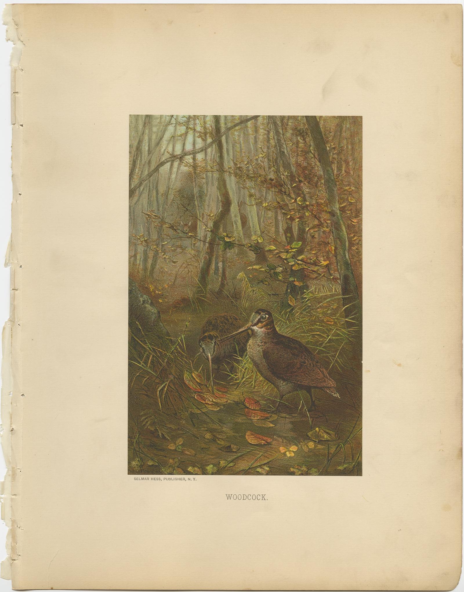 Antique Bird Print of The Woodcock by Prang, 1898 In Good Condition For Sale In Langweer, NL