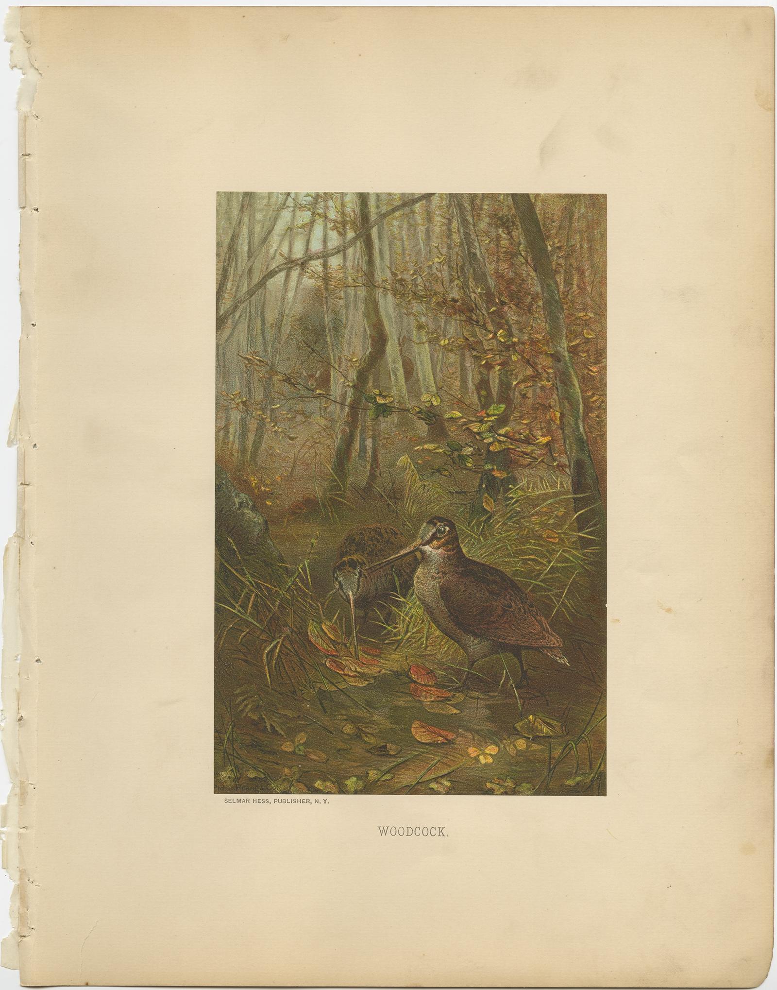 uccello con caschetto