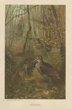 Antique Bird Print of The Woodcock Wading Bird in a Forrest, 1898