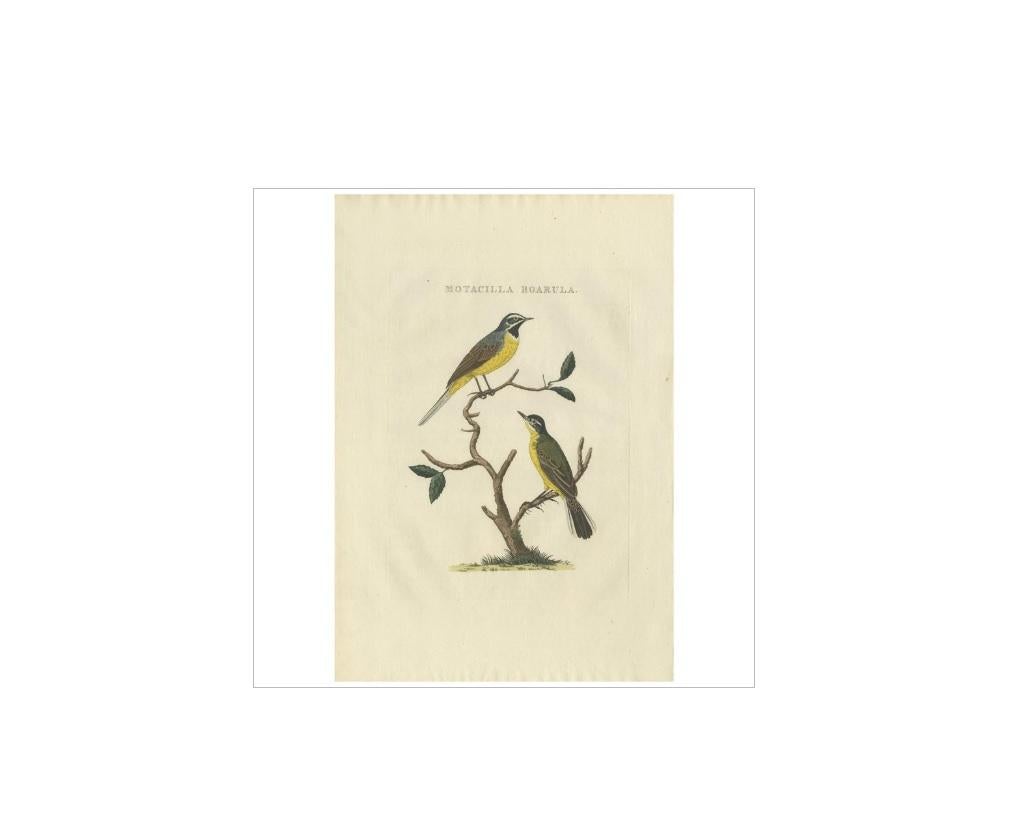 Antiker Druck mit dem Titel 'Motacilla Boarula'. Die gelbe Bachstelze ist ein kleiner, zierlicher, gelb-grüner Vogel mit mittellangem Schwanz und schlanken schwarzen Beinen. Er verbringt viel Zeit damit, auf dem Boden zu gehen oder zu laufen. Wie
