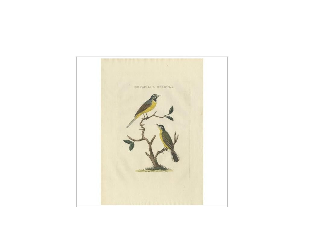 XIXe siècle Impression ancienne d'oiseau en queue de vache jaune par Sepp & Nozeman, 1829 en vente