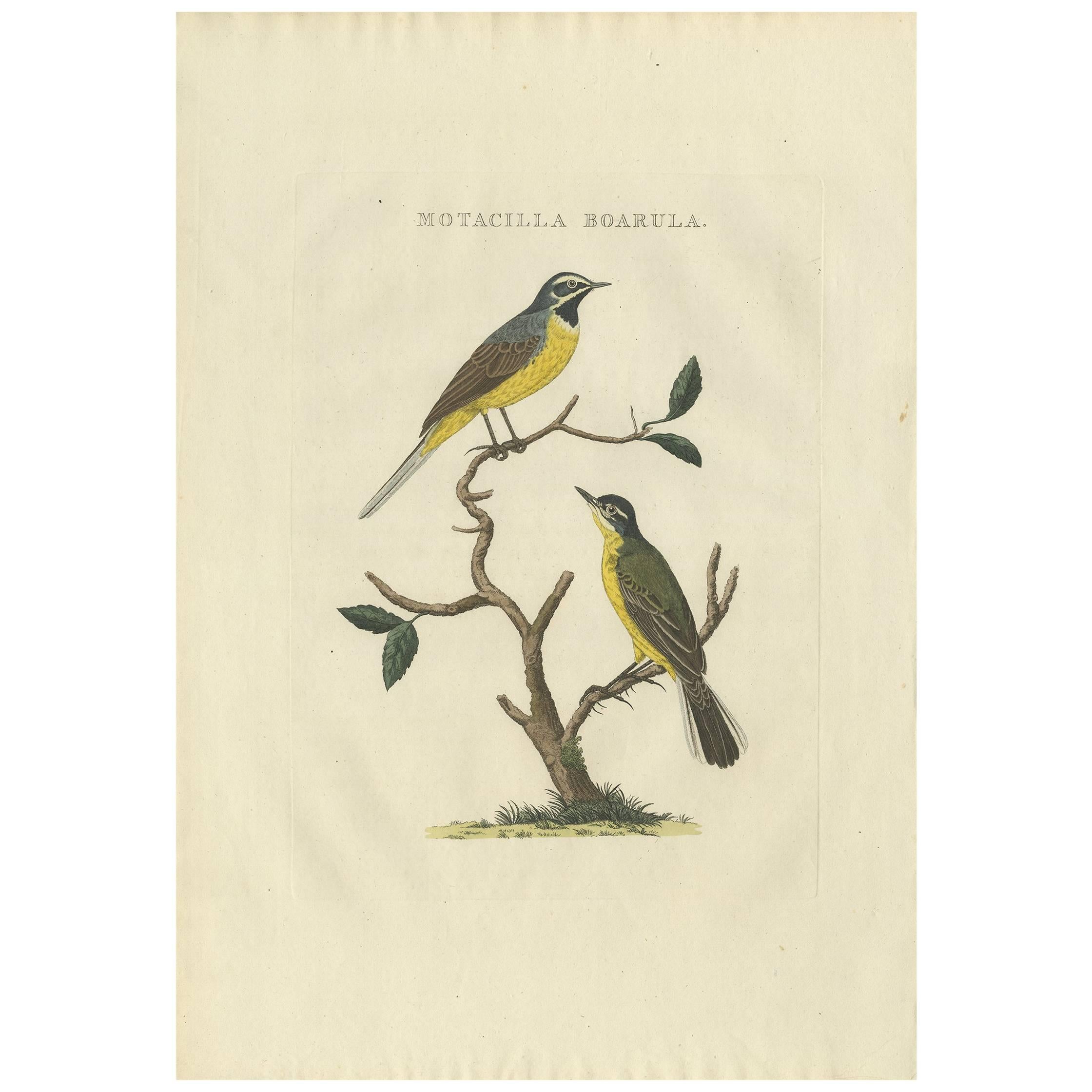 Antiker antiker Vogeldruck des gelben Wagschwanzschwanzes von Sepp & Nozeman, 1829 im Angebot