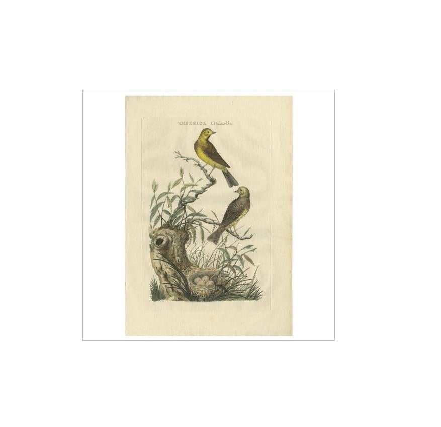 Antique print titled 'Emberiza, Citrinella'. The yellowhammer (Emberiza citrinella) is a passerine bird in the bunting family that is native to Eurasia and has been introduced to New Zealand and Australia. Most European birds remain in the breeding