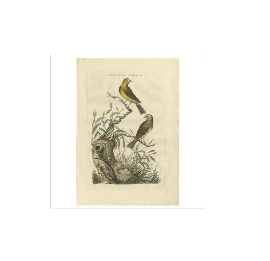Antique Bird Print of the Yellowhammer by Sepp & Nozeman, 1789 In Good Condition For Sale In Langweer, NL