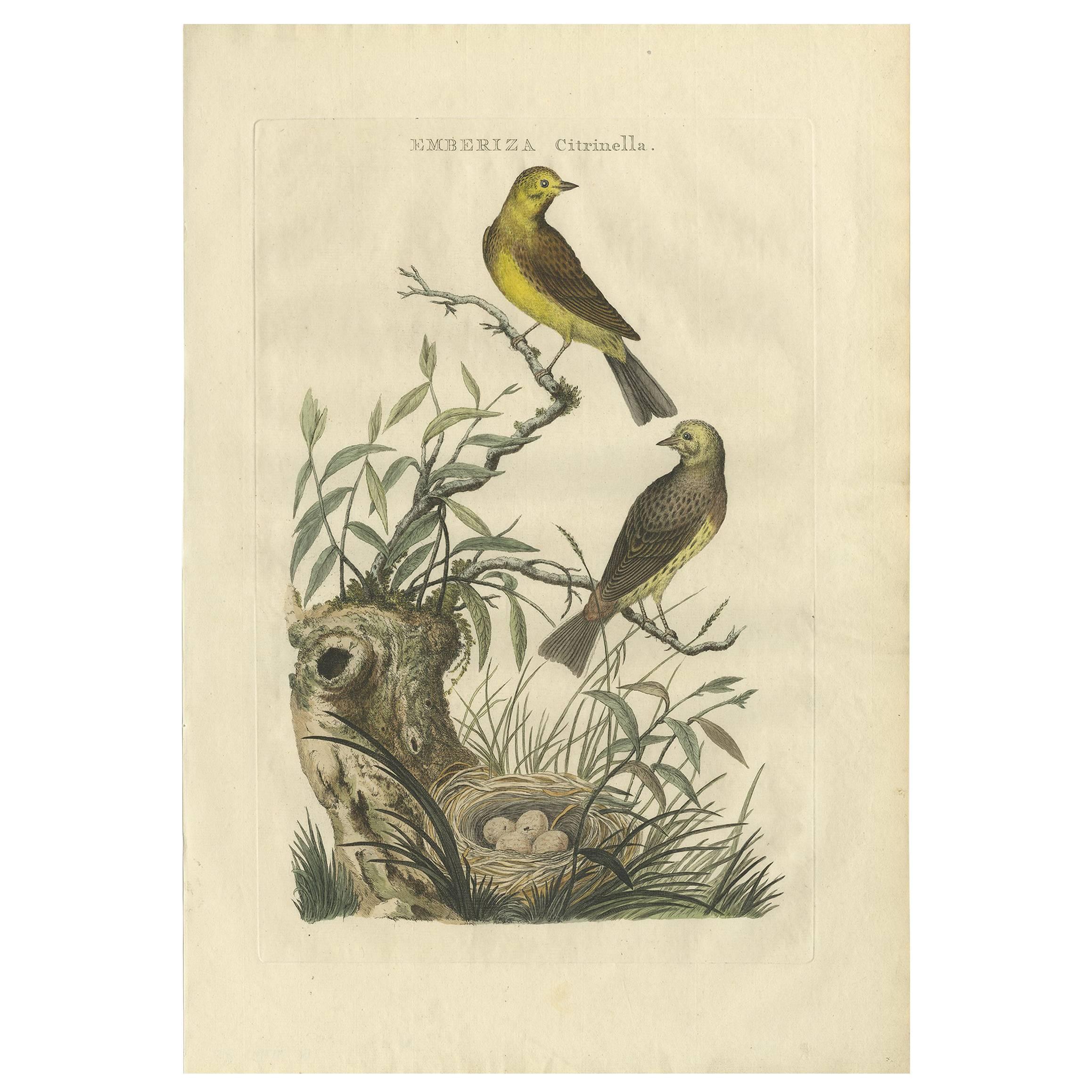 Antique Bird Print of the Yellowhammer by Sepp & Nozeman, 1789 For Sale