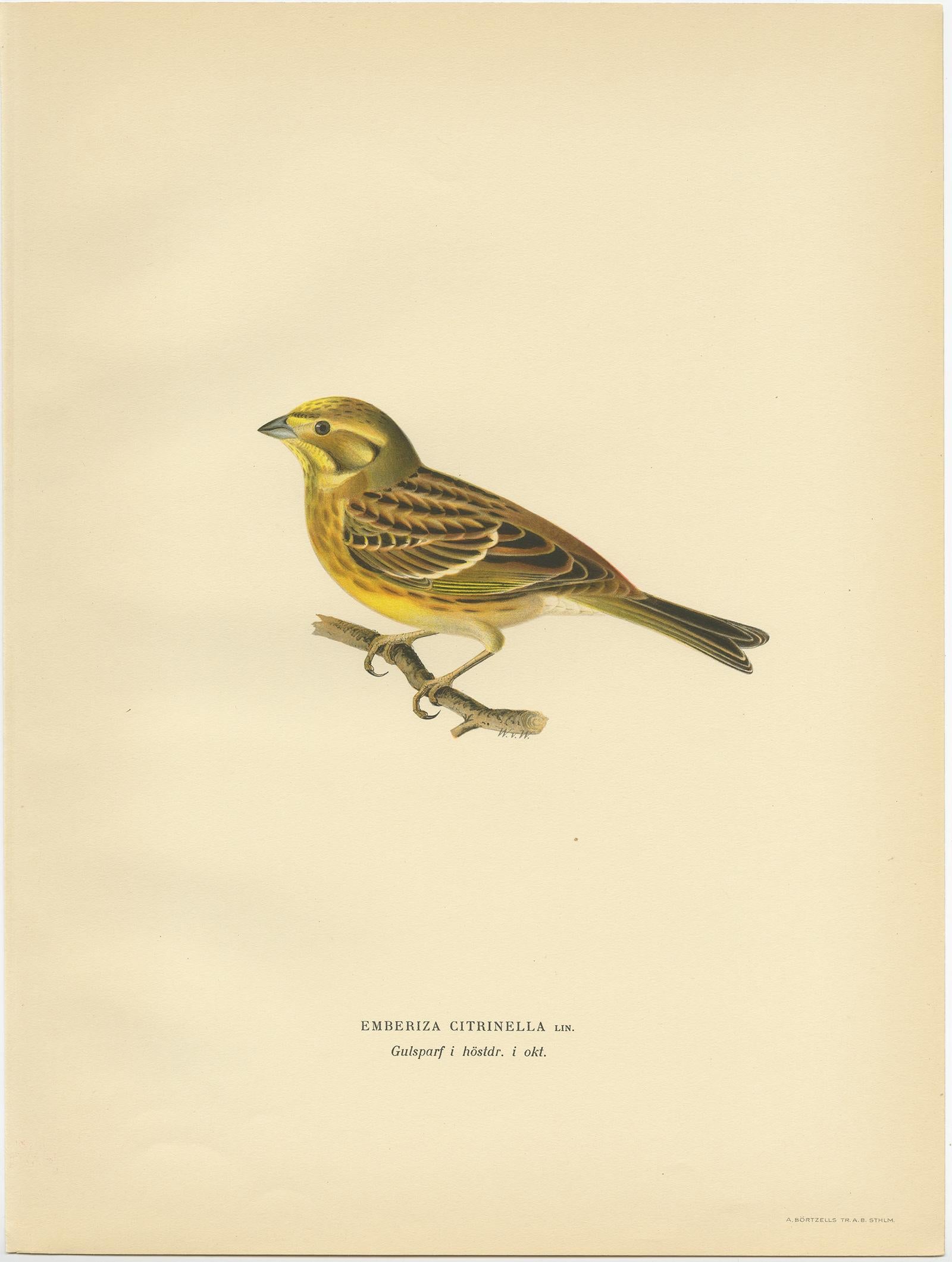 Paper Antique Bird Print of the Yellowhammer by Von Wright, 1927 For Sale