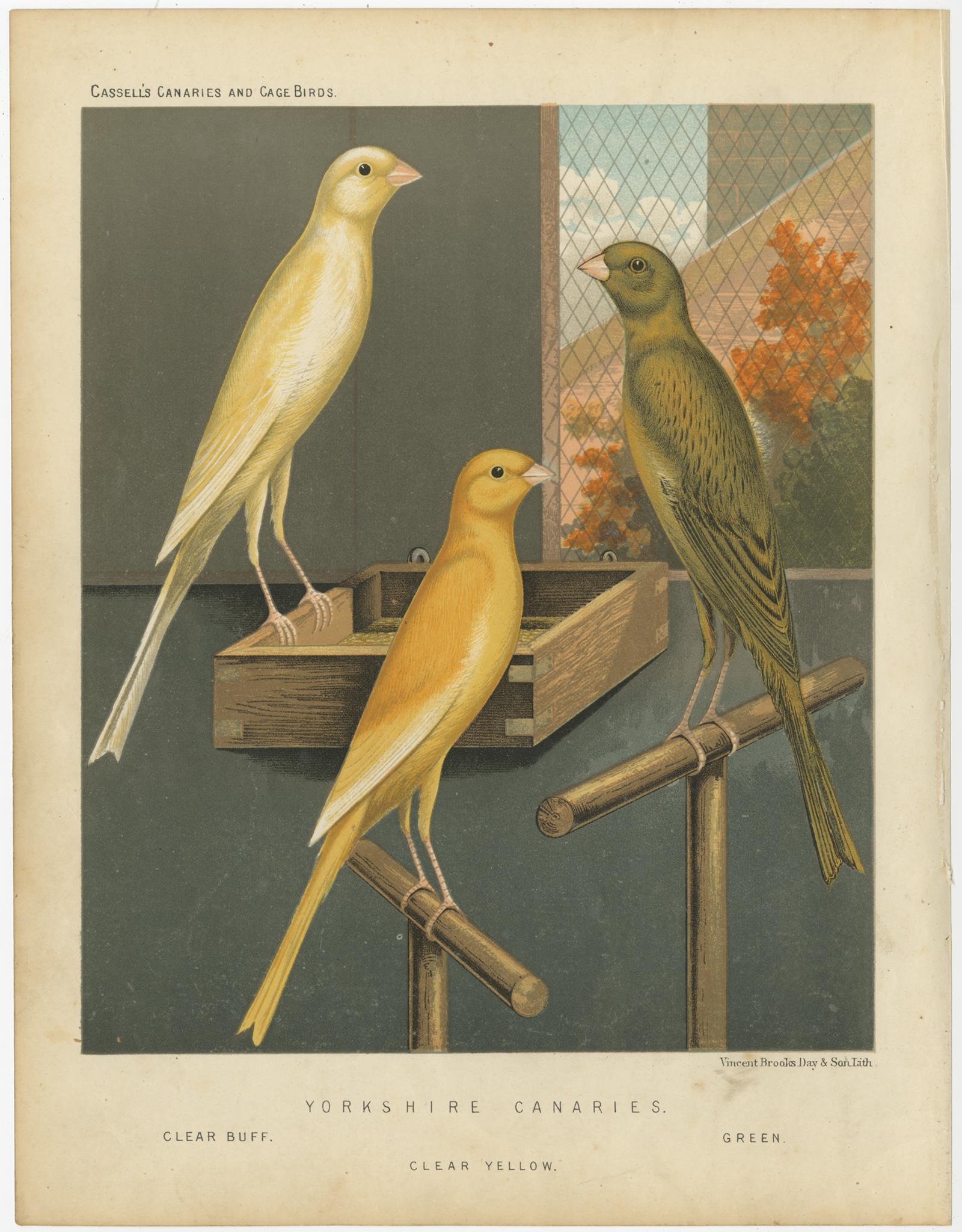 Antique bird print titled 'Yorkshire Canaries 1. Clear Buff 2. Clear Yellow 3. Green' Old bird print depicting the Yorkshire Canaries: Clear Buff, Clear Yellow and Green. This print originates from: 'Illustrated book of canaries and cage-birds' by