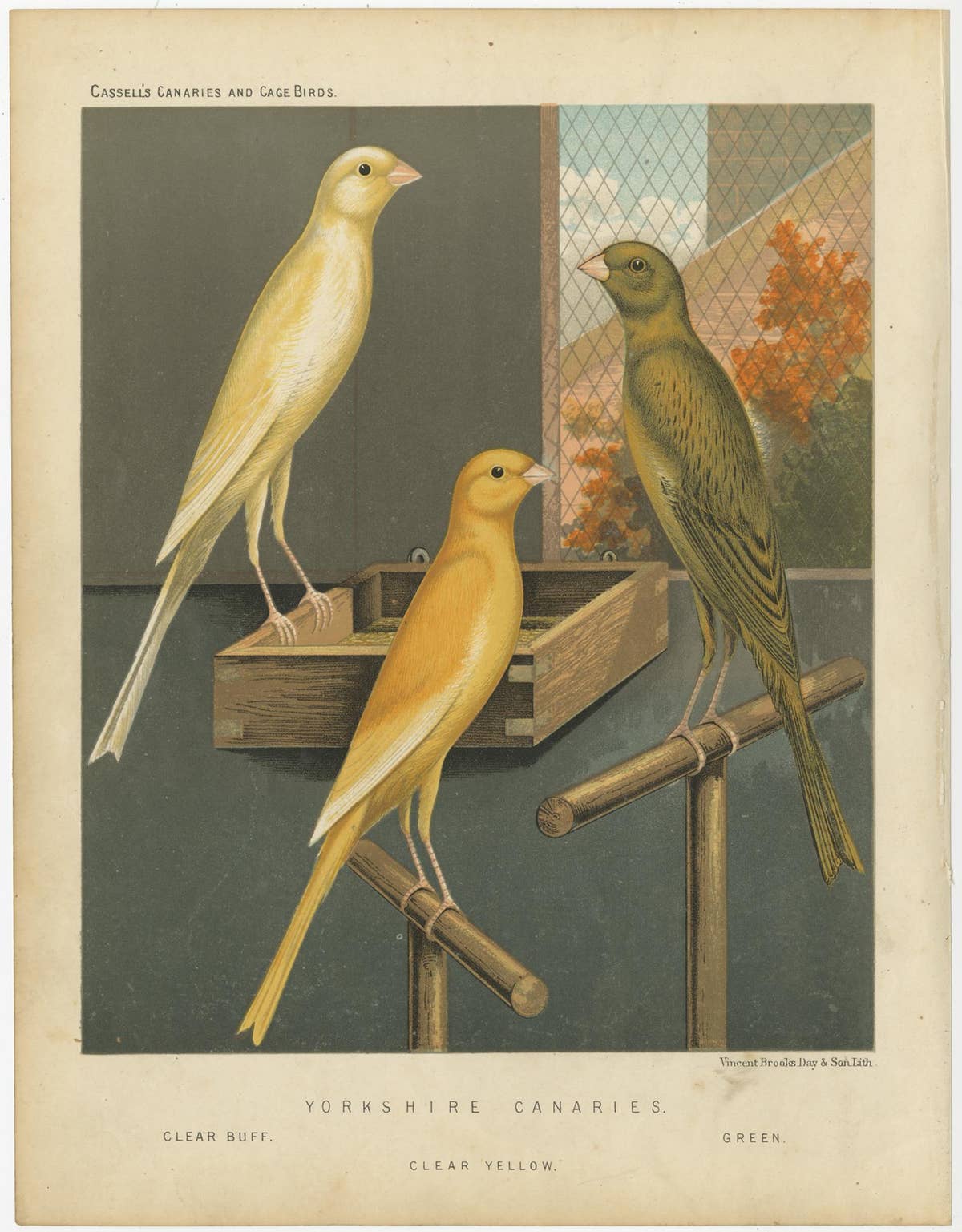 Antique Bird Print of the Yorkshire Canaries, Clear Buff, Clear Yellow and Other
