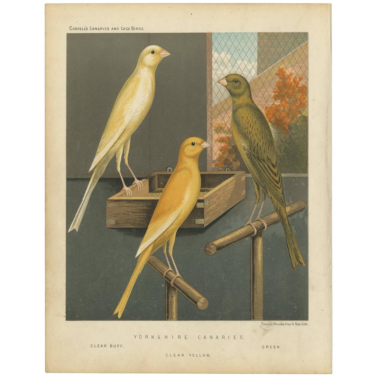 Antique Bird Print of the Yorkshire Canaries, Clear Buff, Clear Yellow and Other