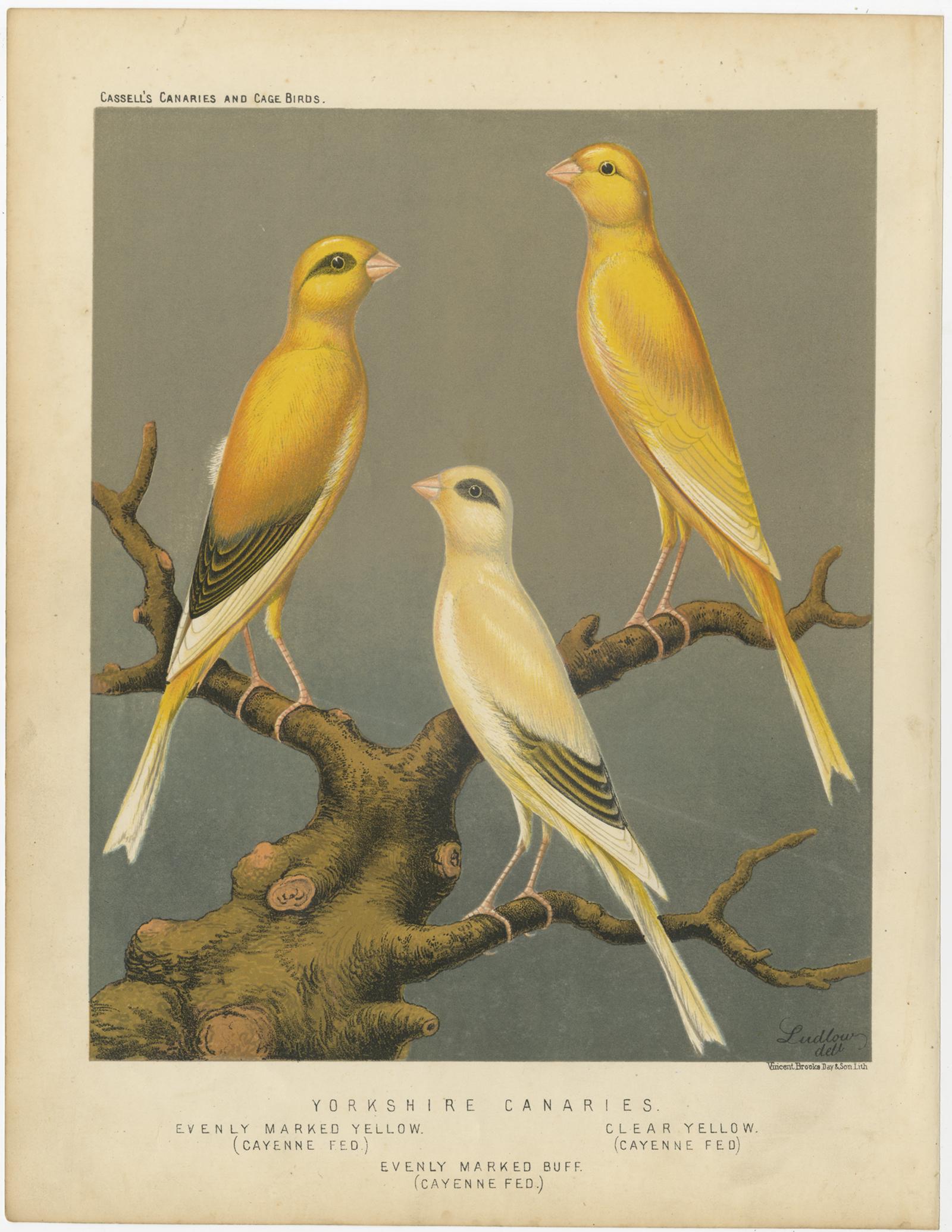 Antique bird print titled 'Yorkshire Canaries 1. Evenly Marked Yellow (Cayenne Fed) 2. Evenly Marked Buff (Cayenne Fed) 3. Clear Yellow (Cayenne Fed)' Old bird print depicting the Yorkshire Canaries: Evenly Marked Yellow, Evenly Marked Buff, Clear