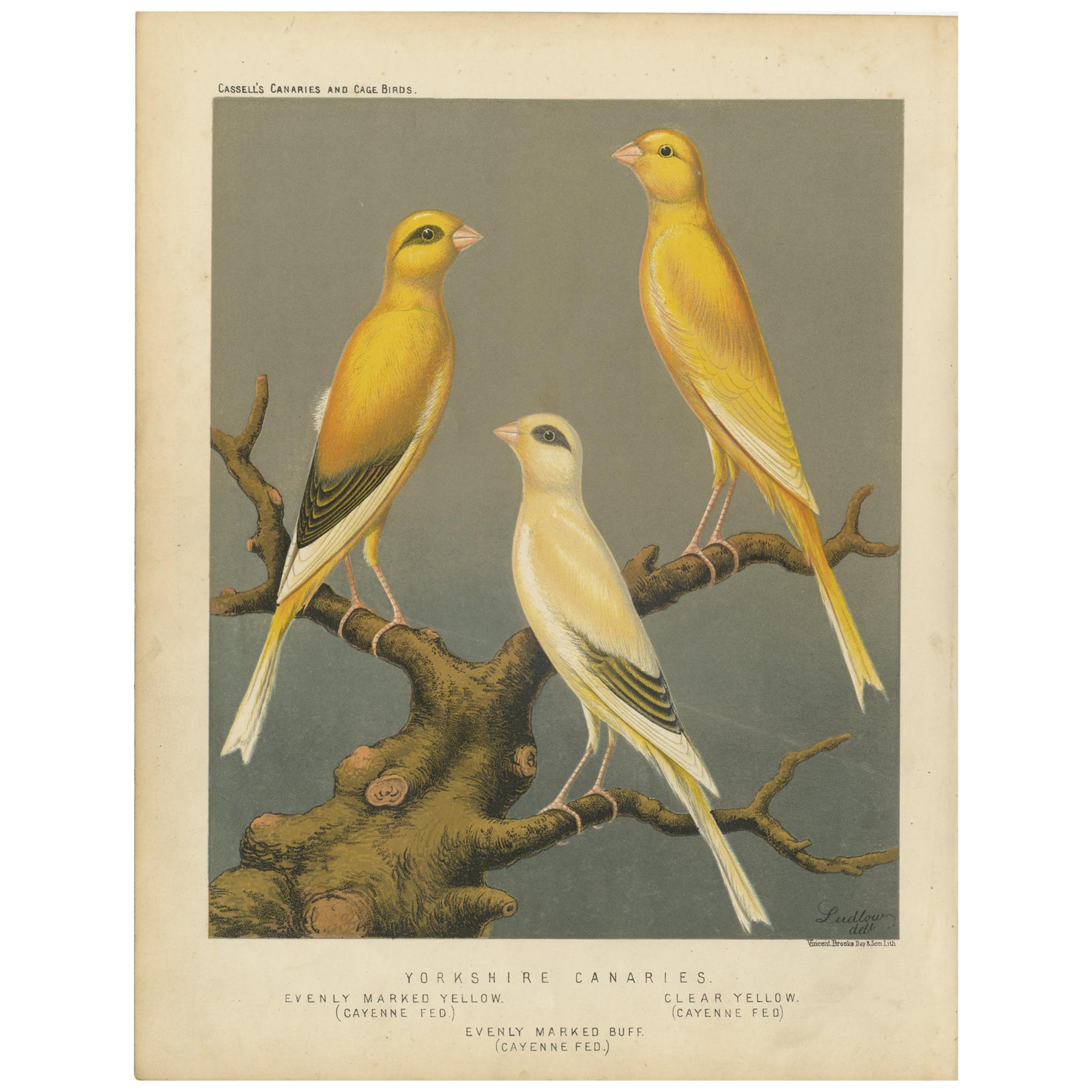 Ancienne estampe oiseau des Canaries du Yorkshire marquée de jour jaune et autres