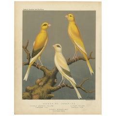 Antiker antiker Vogeldruck der Yorkshire- Canaries, gelb, gekennzeichnet mit anderen Motiven