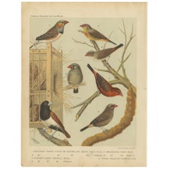 Antique Bird Print of the Zebra Finch and Tricolored Parrotfinch and Others