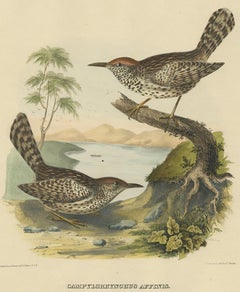 Two Allied Wrens Antique Bird Print  Made after D.G. Elliot, 1869