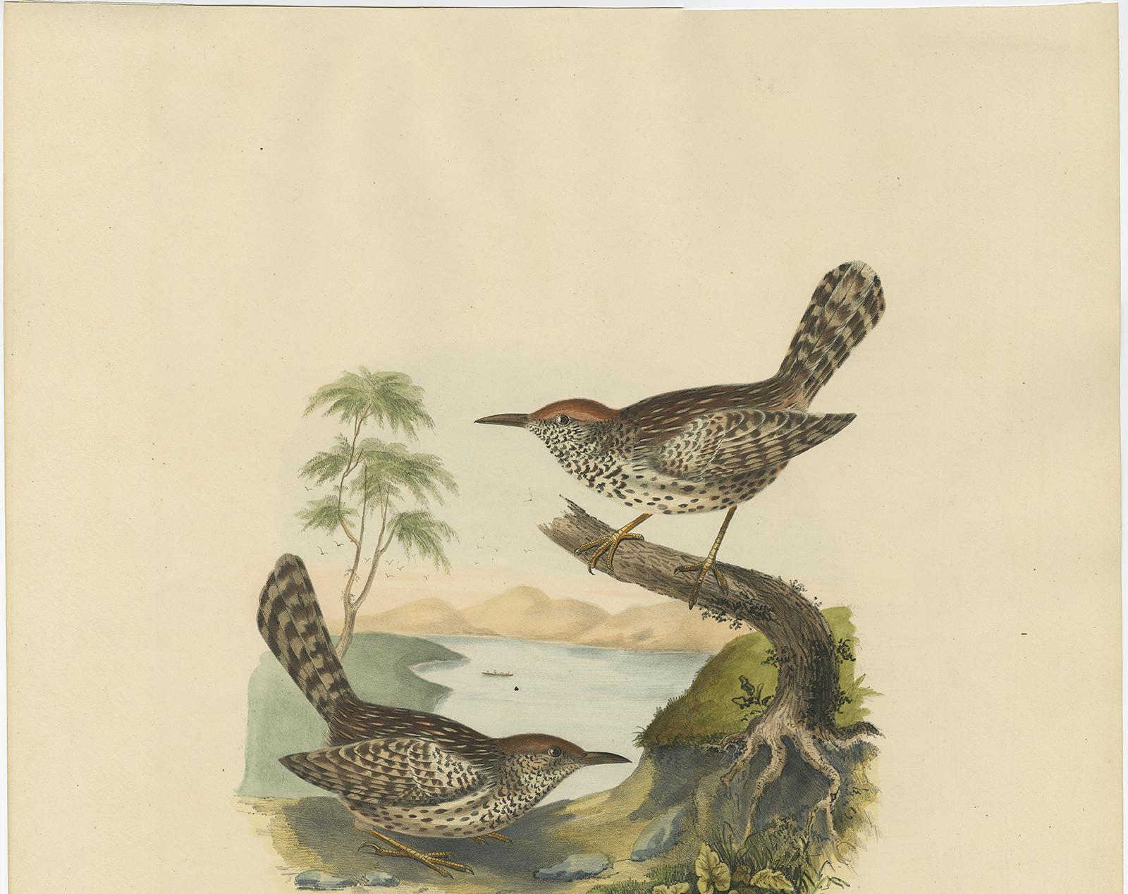 Two Allied Wrens Antique Bird Print  Made after D.G. Elliot, 1869 In Good Condition For Sale In Langweer, NL