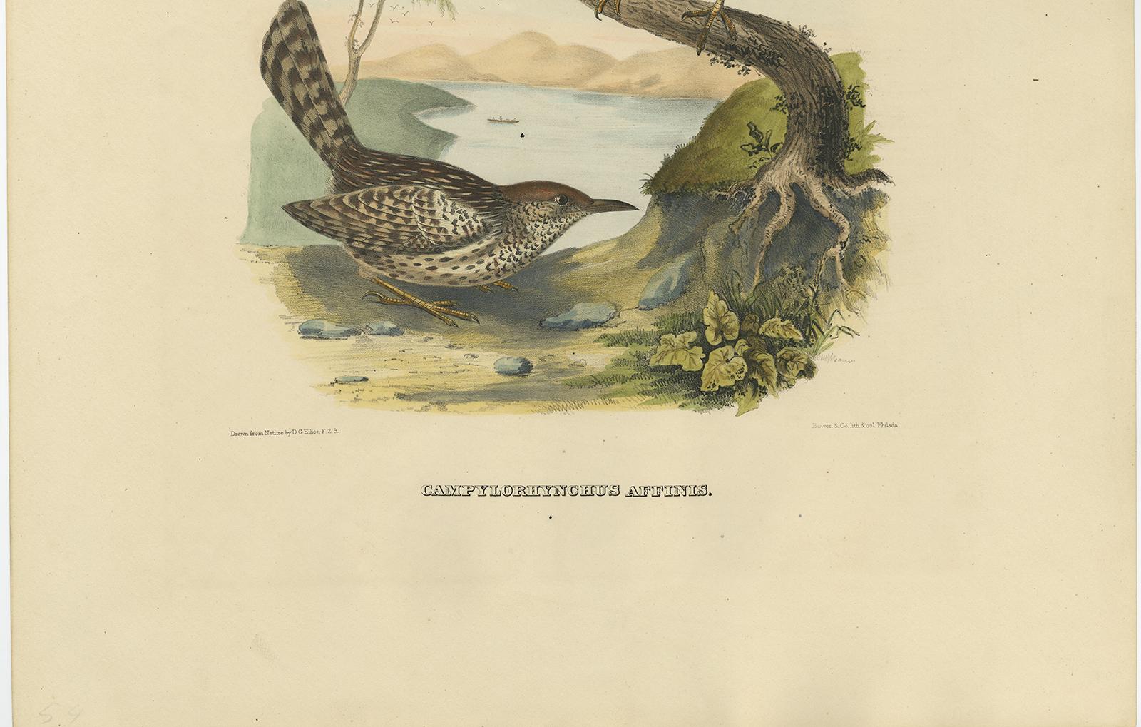 19th Century Two Allied Wrens Antique Bird Print  Made after D.G. Elliot, 1869 For Sale