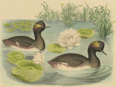 Antique Bird Print of Two Black-Necked Grebes Made after D.G. Elliot, 1869