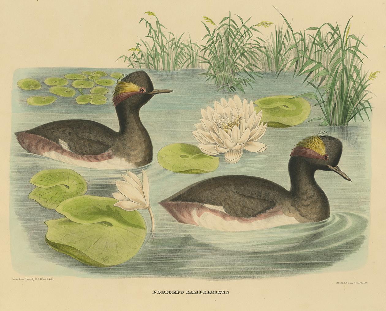 Antique Bird Print of Two Black-Necked Grebes Made after D.G. Elliot, 1869 In Good Condition For Sale In Langweer, NL
