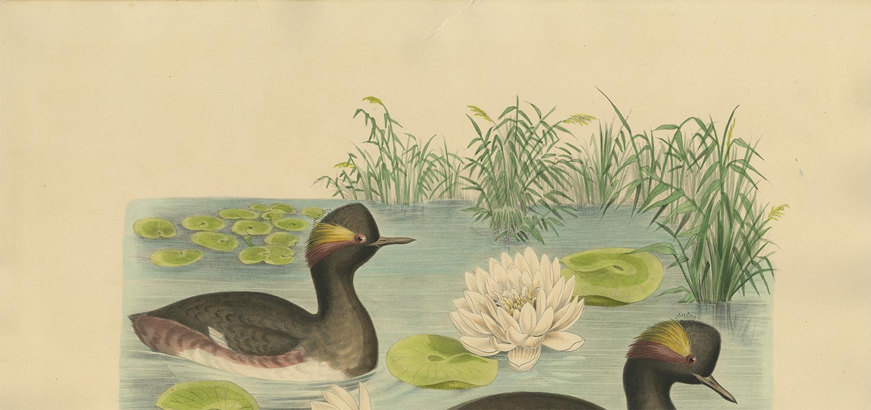 19th Century Antique Bird Print of Two Black-Necked Grebes Made after D.G. Elliot, 1869 For Sale