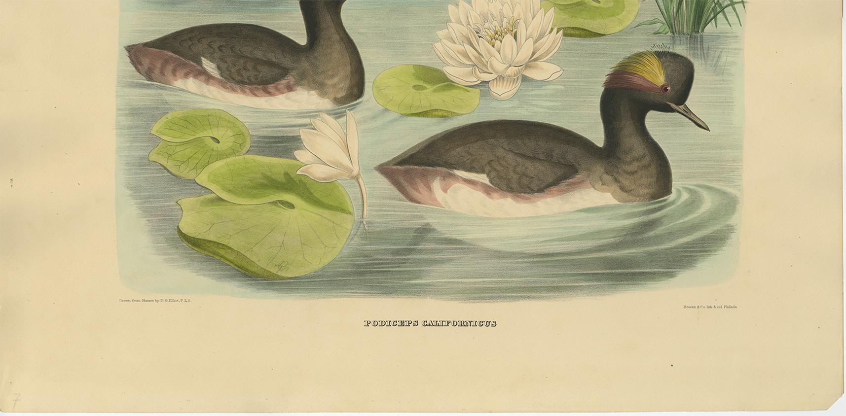Paper Antique Bird Print of Two Black-Necked Grebes Made after D.G. Elliot, 1869 For Sale