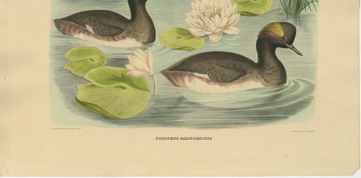 Antique Bird Print of Two Black-Necked Grebes Made after D.G. Elliot, 1869