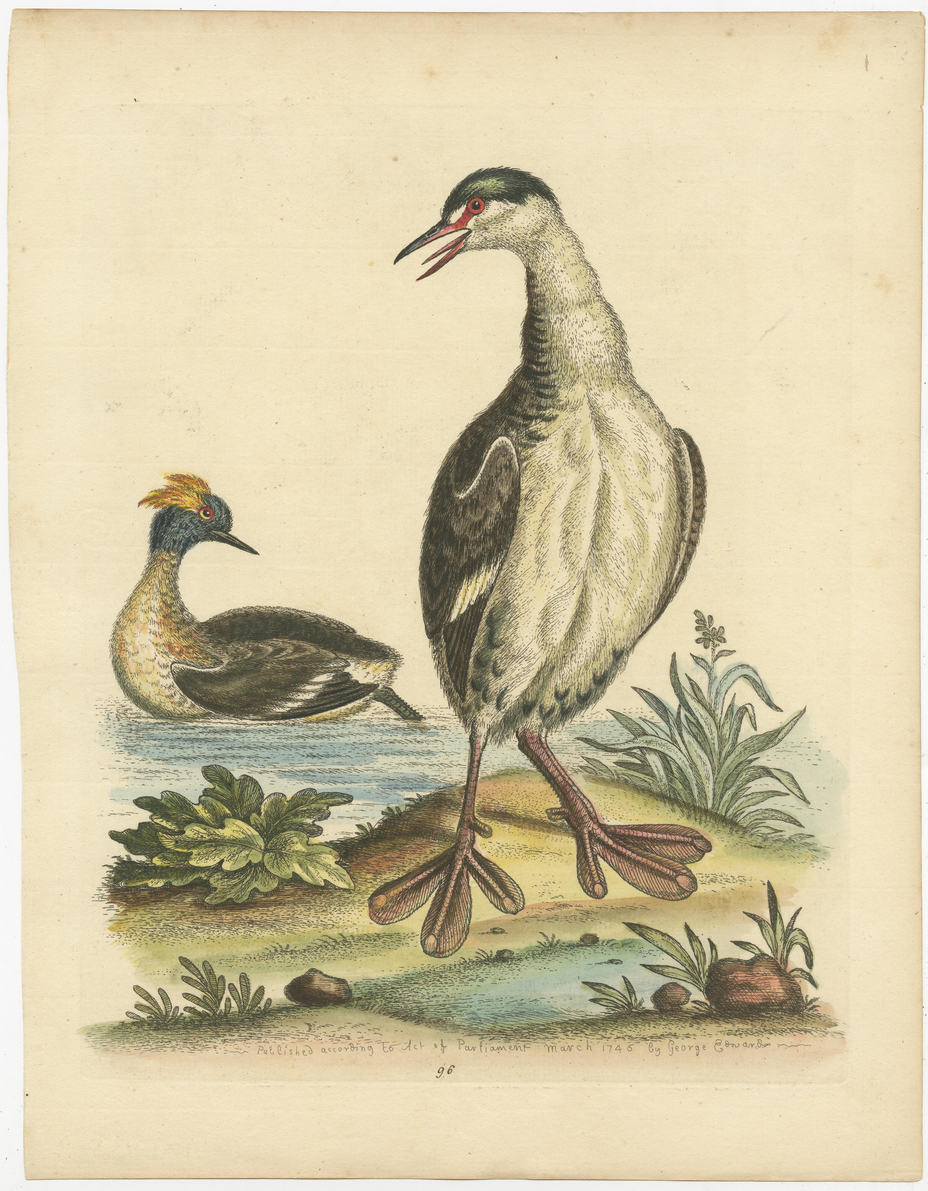 Gravure ancienne originale de deux grèbes, ou dabchick, membres de la famille des grèbes, oiseaux aquatiques. Publié par George Edwards vers 1750. 

George Edwards FRS (3 avril 1694 - 23 juillet 1773) était un naturaliste et ornithologue anglais,