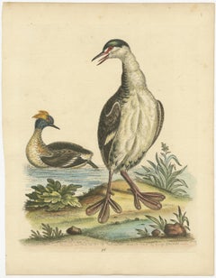 Antique Bird Print of two Grebes
