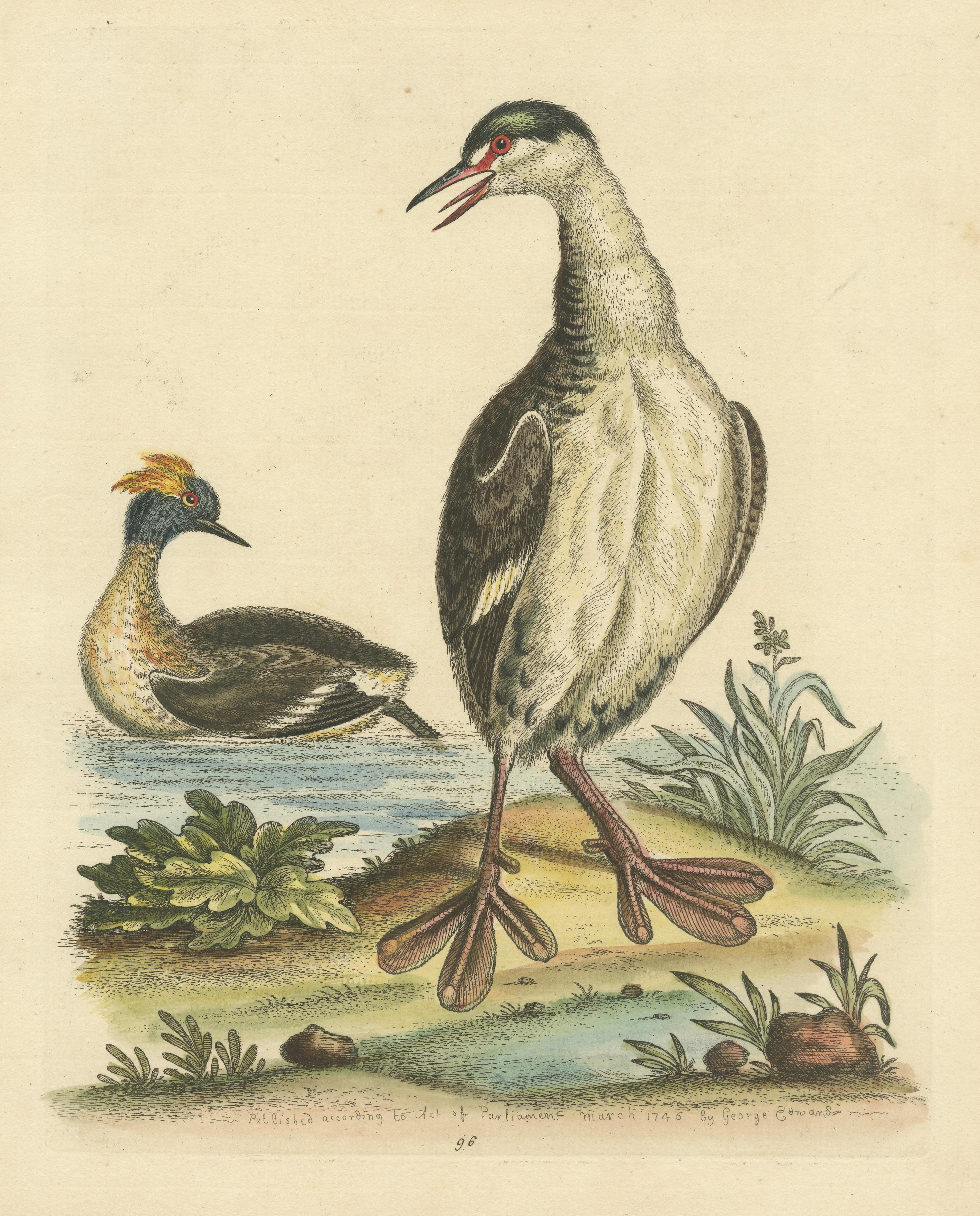Antique Bird Print of two Grebes In Good Condition For Sale In Langweer, NL