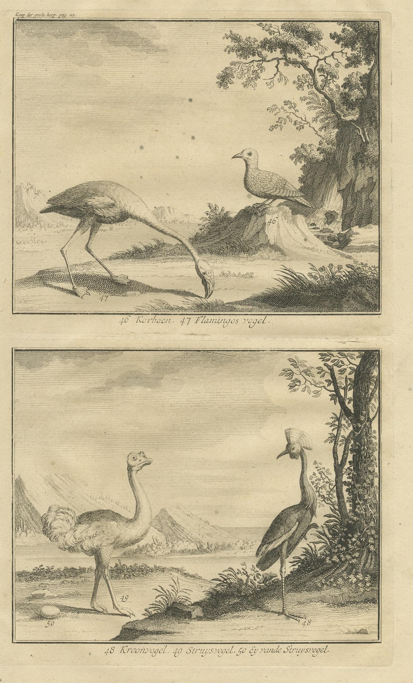 Antique bird print titled '49. Korhoen, 47. Flamingos vogel, 48. Kroonvogel, 49. Struysvogel, 50. Ey van de Struysvogel'. This print depicts the black grouse, the flamingo bird, the grus, ostrich and ostrich egg. This print originates from 'Oud en