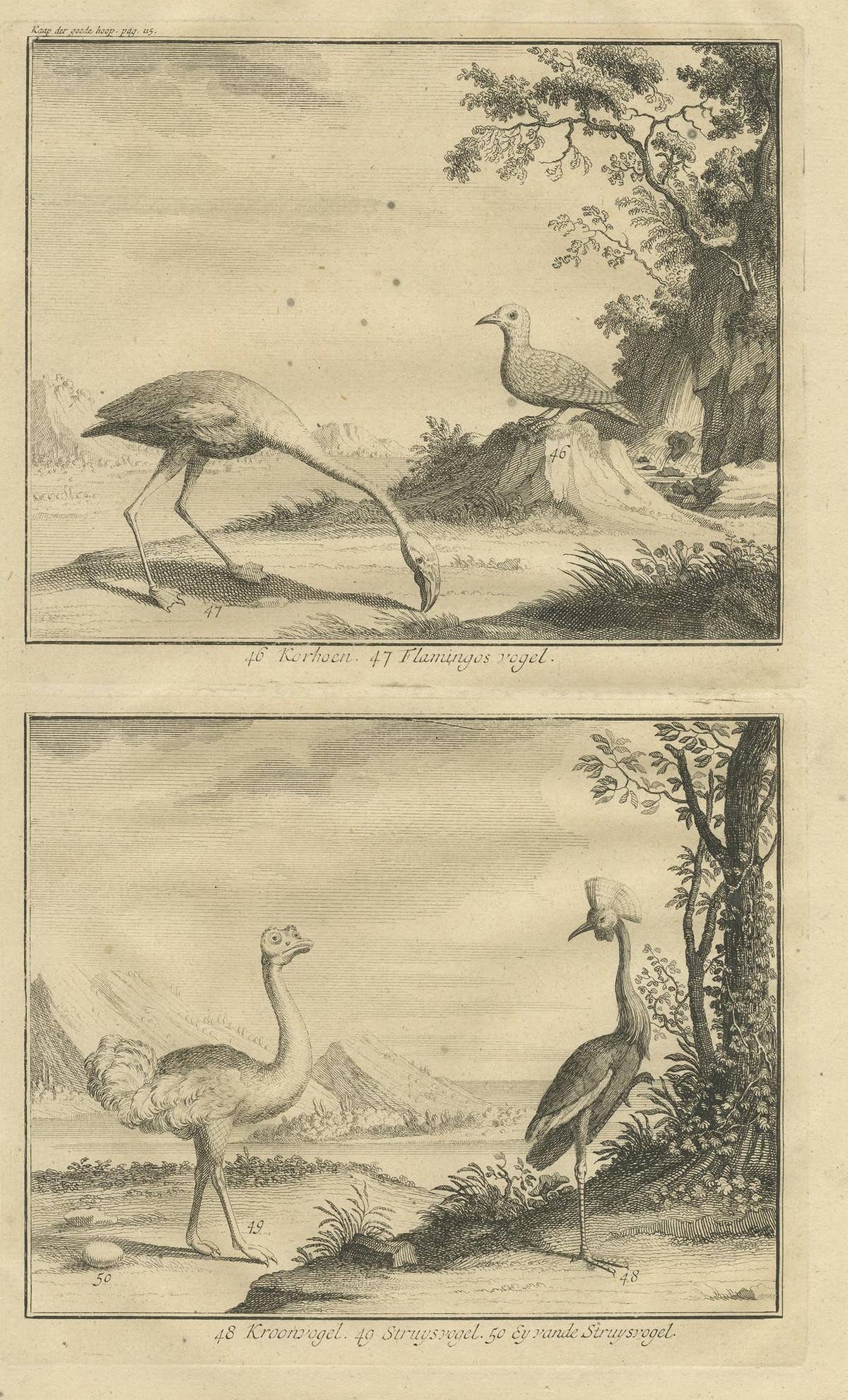 Antique Bird Print of Various Birds by Valentijn, 1726