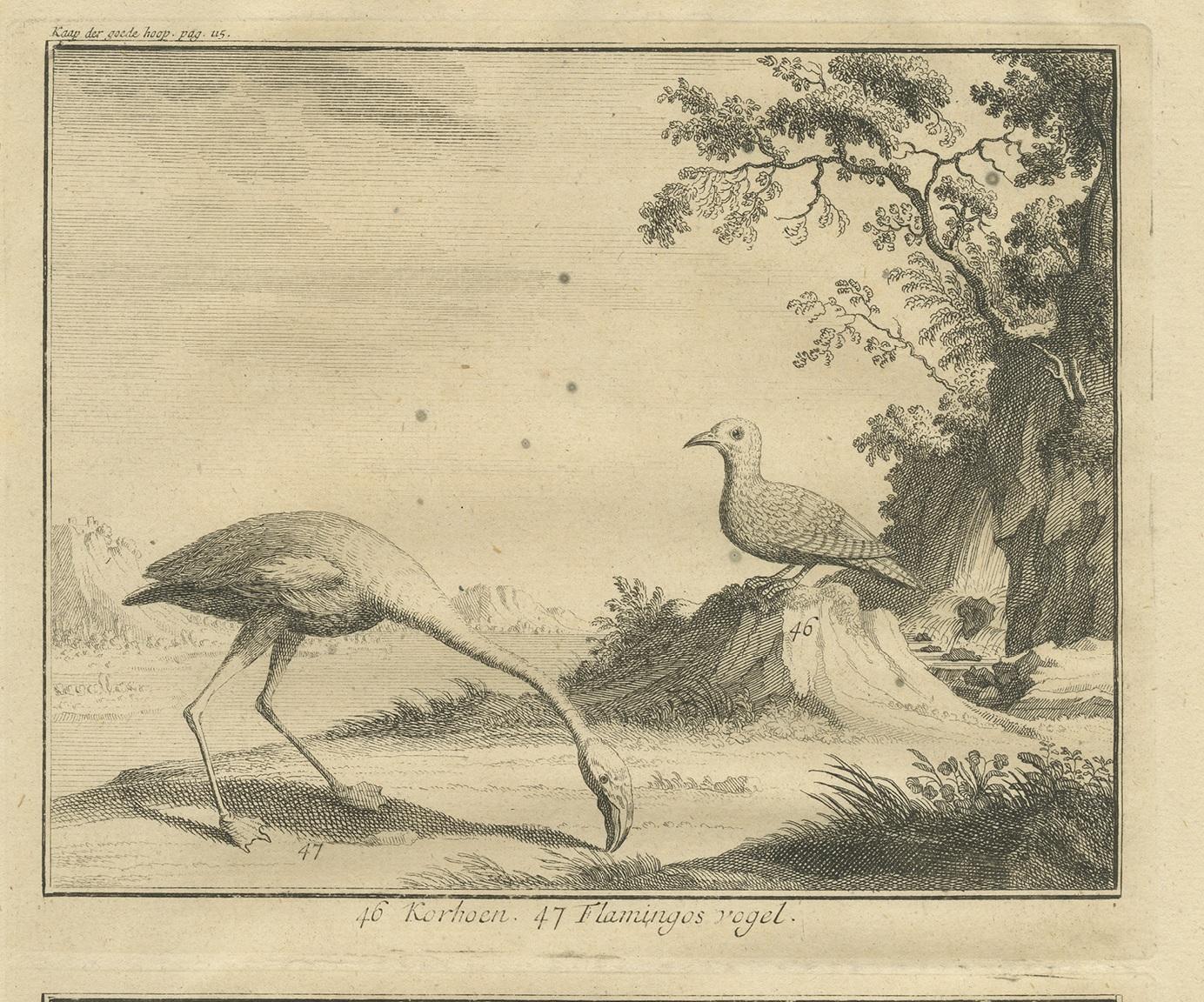 Antiker antiker Vogeldruck mit verschiedenen Vögeln von Valentijn, 1726 (Niederländisch) im Angebot