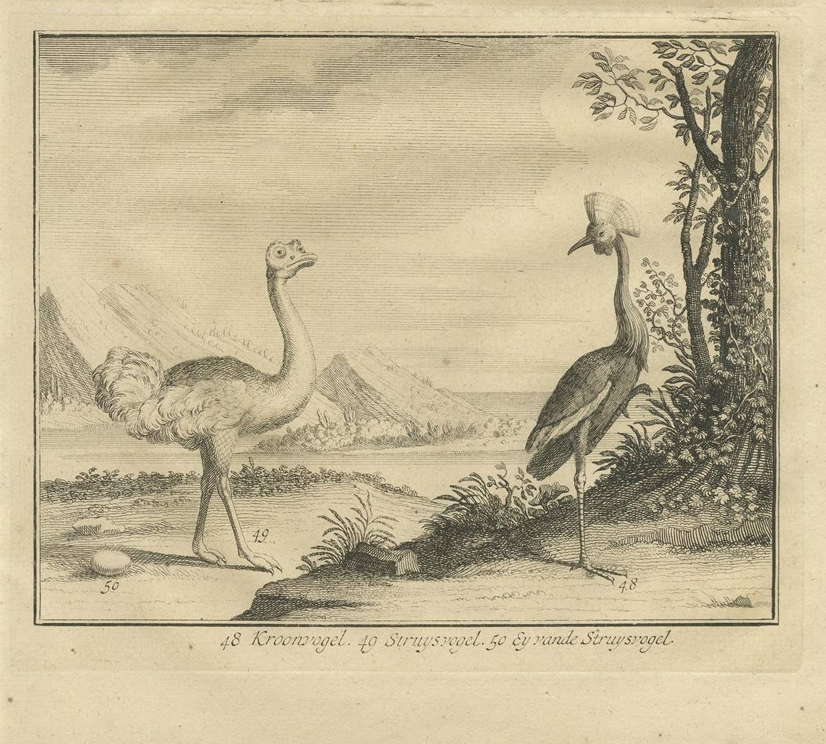 Antique Bird Print of Various Birds by Valentijn, 1726