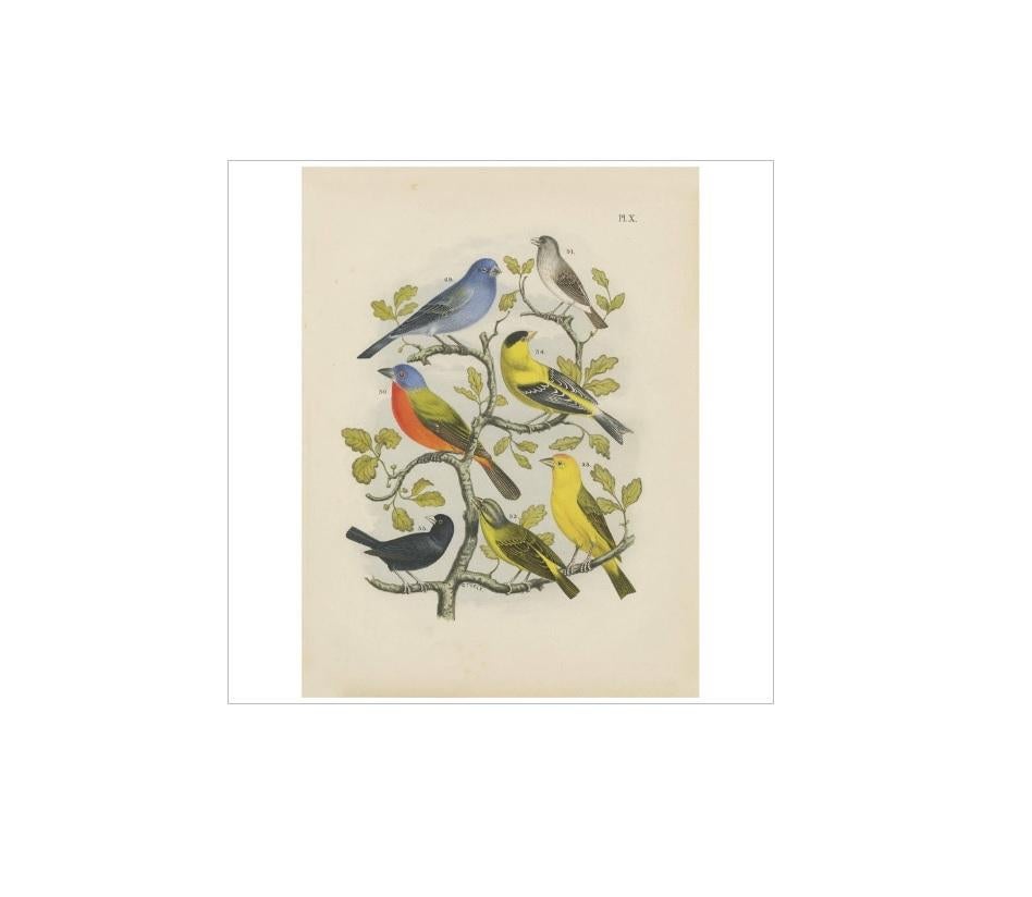 Antique bird print of various exotic birds. This print originates from 'De Vogelwereld. Handboek voor Liefhebbers van Kamer- en Parkvogels’ by A. Nuyens. Published by J.B. Wolters, 1886.