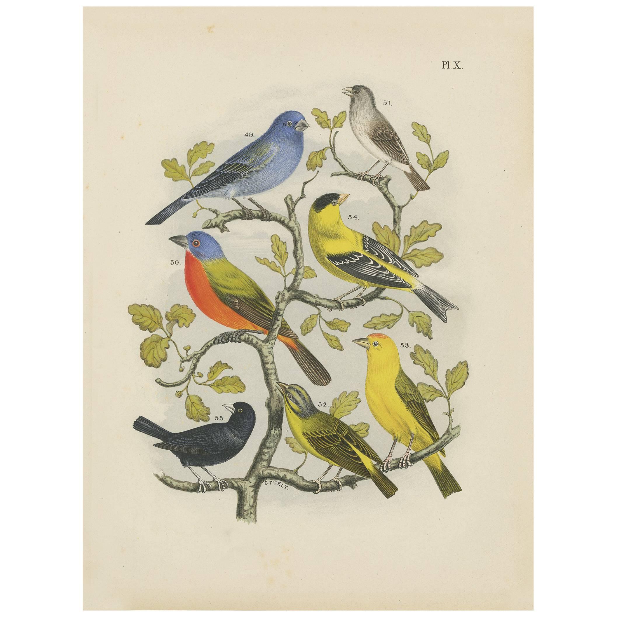 Impression ancienne d'oiseaux exotiques de divers oiseaux (1886)