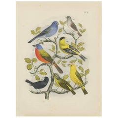 Antique Bird Print of various Exotic Birds (1886)