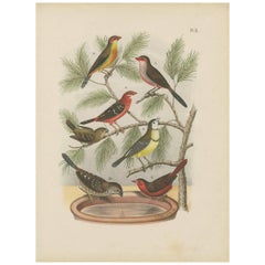 Antique Bird Print of various Exotic Birds (1886)
