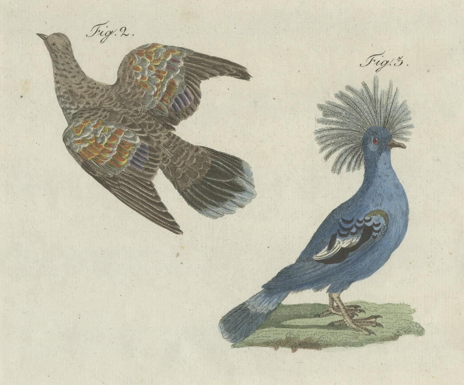 Impression originale ancienne de divers pigeons étrangers. 1) Die Indische Karmesin-Taube 2) Die Goldflügel-Taube 3) Die Kronen-Taube. Cette gravure est tirée du 