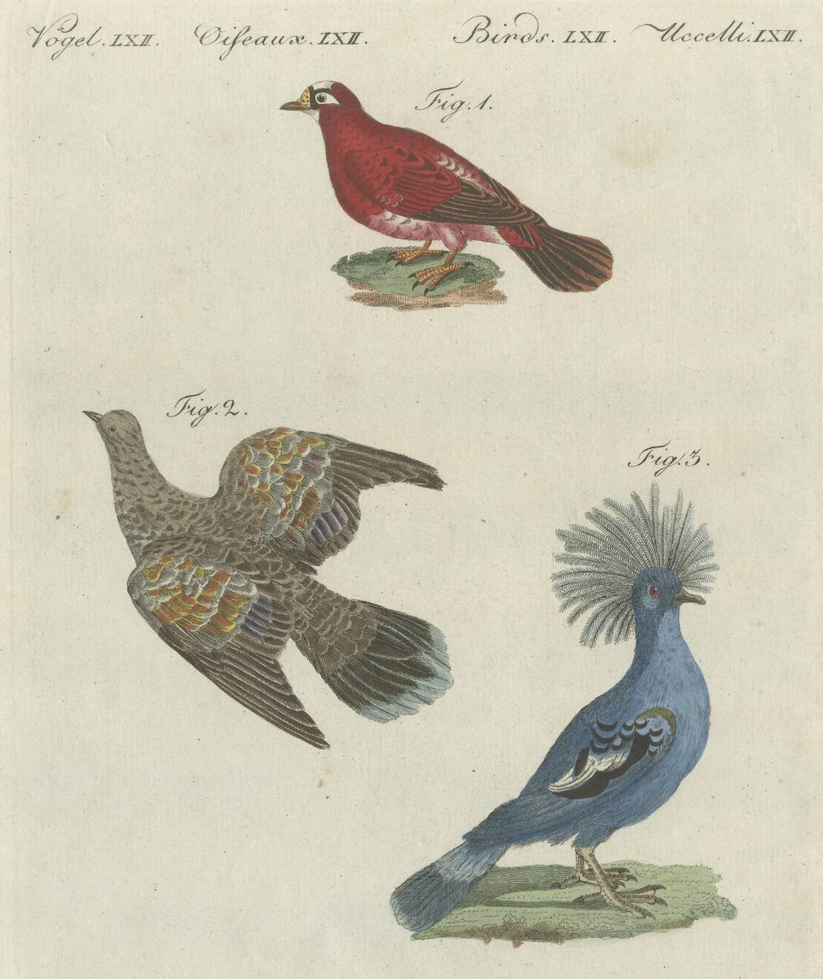 Antique Bird Print of Various Foreign Pigeons Including the Crimson Pigeon, 1800