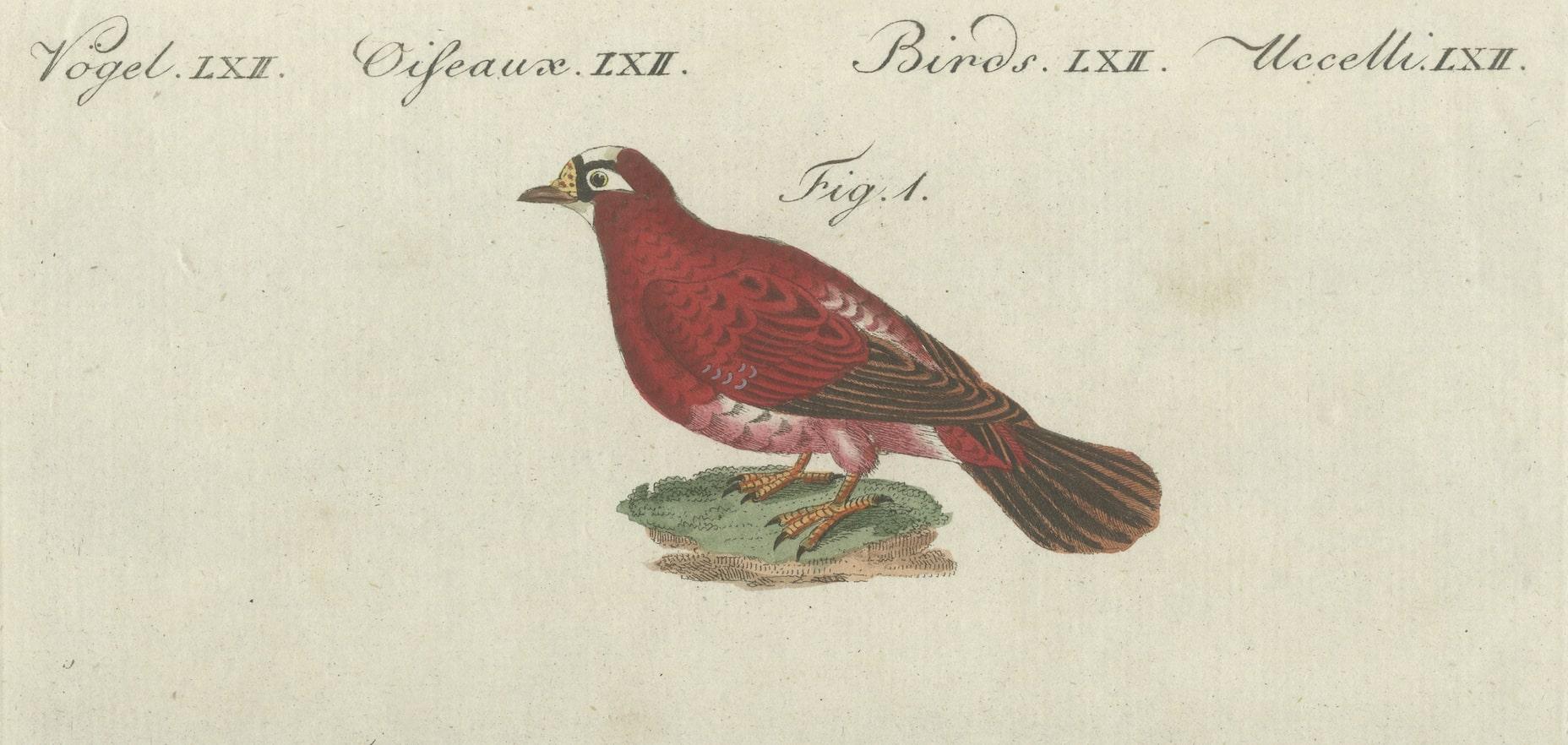 Antique Bird Print of Various Foreign Pigeons Including the Crimson Pigeon In Good Condition For Sale In Langweer, NL