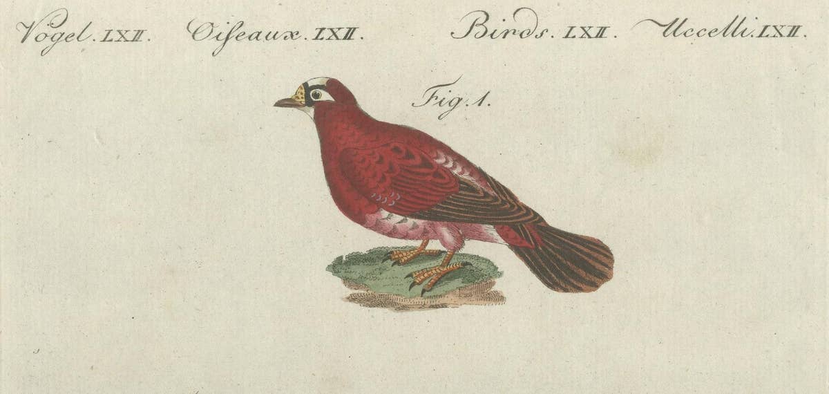 Antique Bird Print of Various Foreign Pigeons Including the Crimson Pigeon, 1800