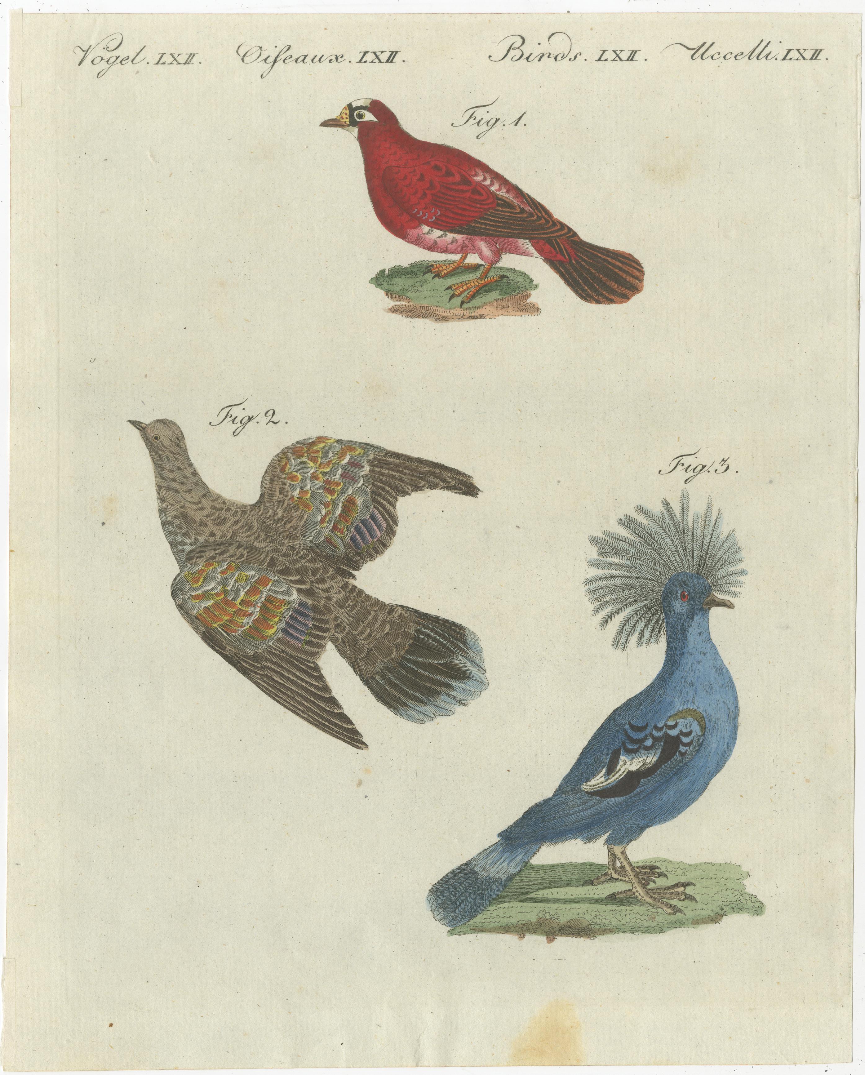 XIXe siècle Impression ancienne d'oiseaux étrangers de différents pigeons, dont le pigeon Crimson en vente