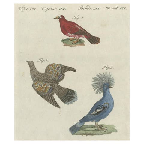 Antique Bird Print of Various Foreign Pigeons Including the Crimson Pigeon, 1800