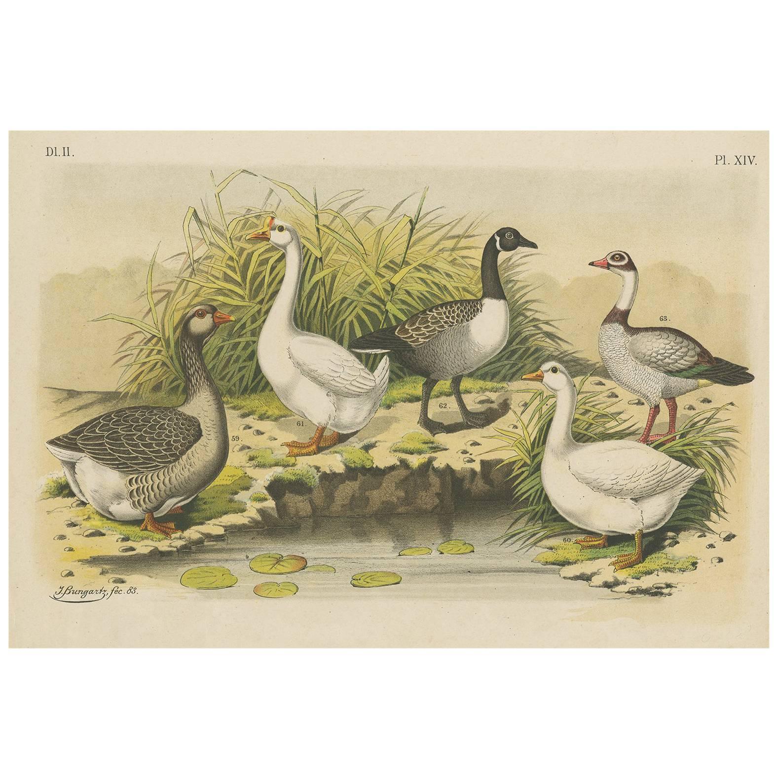 Antiker antiker Vogeldruck von verschiedenen Gänseblümchen von A. Nuyens, 1882
