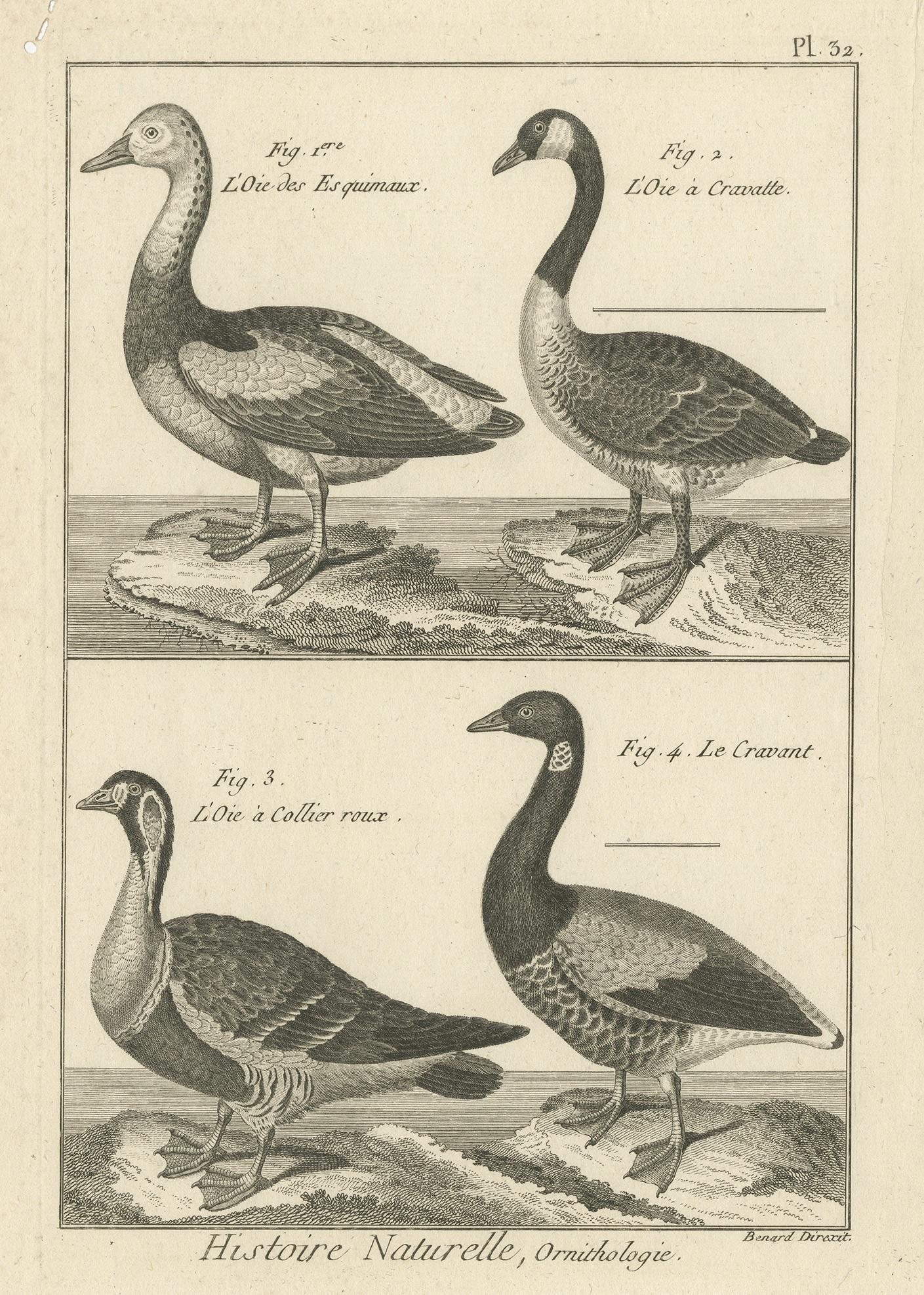 Antique print titled 'Histoire Naturelle, Ornithologie'. Copper engraving of various geese. This print originates from 'Tableau encyclopédique et méthodique des trois règnes de la nature' by P.J. Bonnaterre.