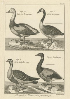 Antique Bird Print of Various Geese by Bonnaterre, '1790'