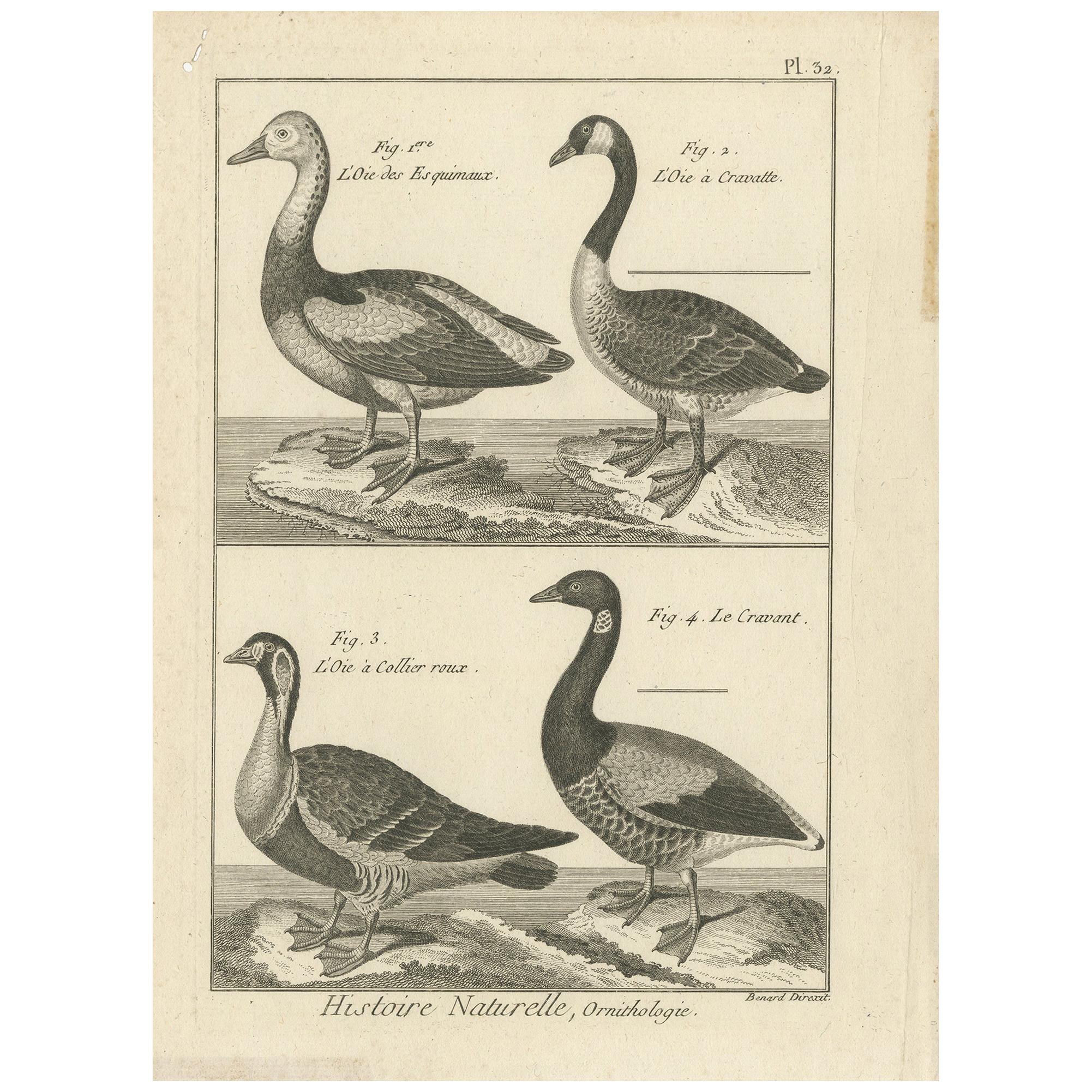 Gravure ancienne d'oiseaux représentant diverses oies par Bonnaterre:: '1790'