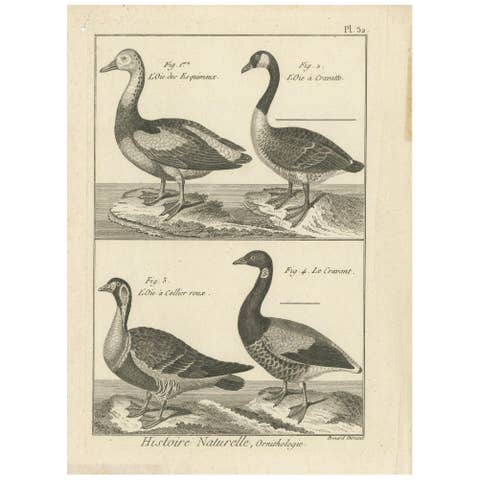 Antique Bird Print of Various Geese by Bonnaterre, '1790'