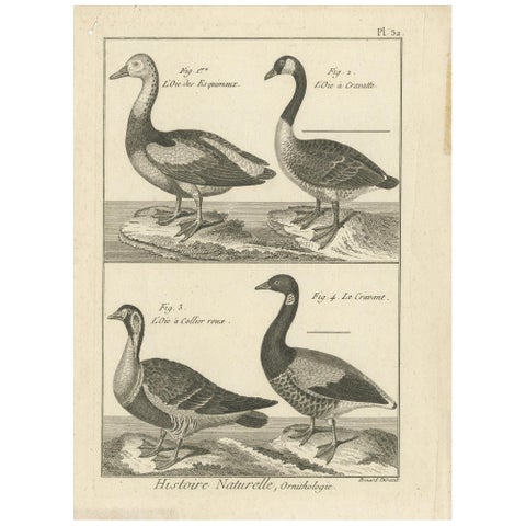 Antique Bird Print of Various Geese by Bonnaterre, '1790'