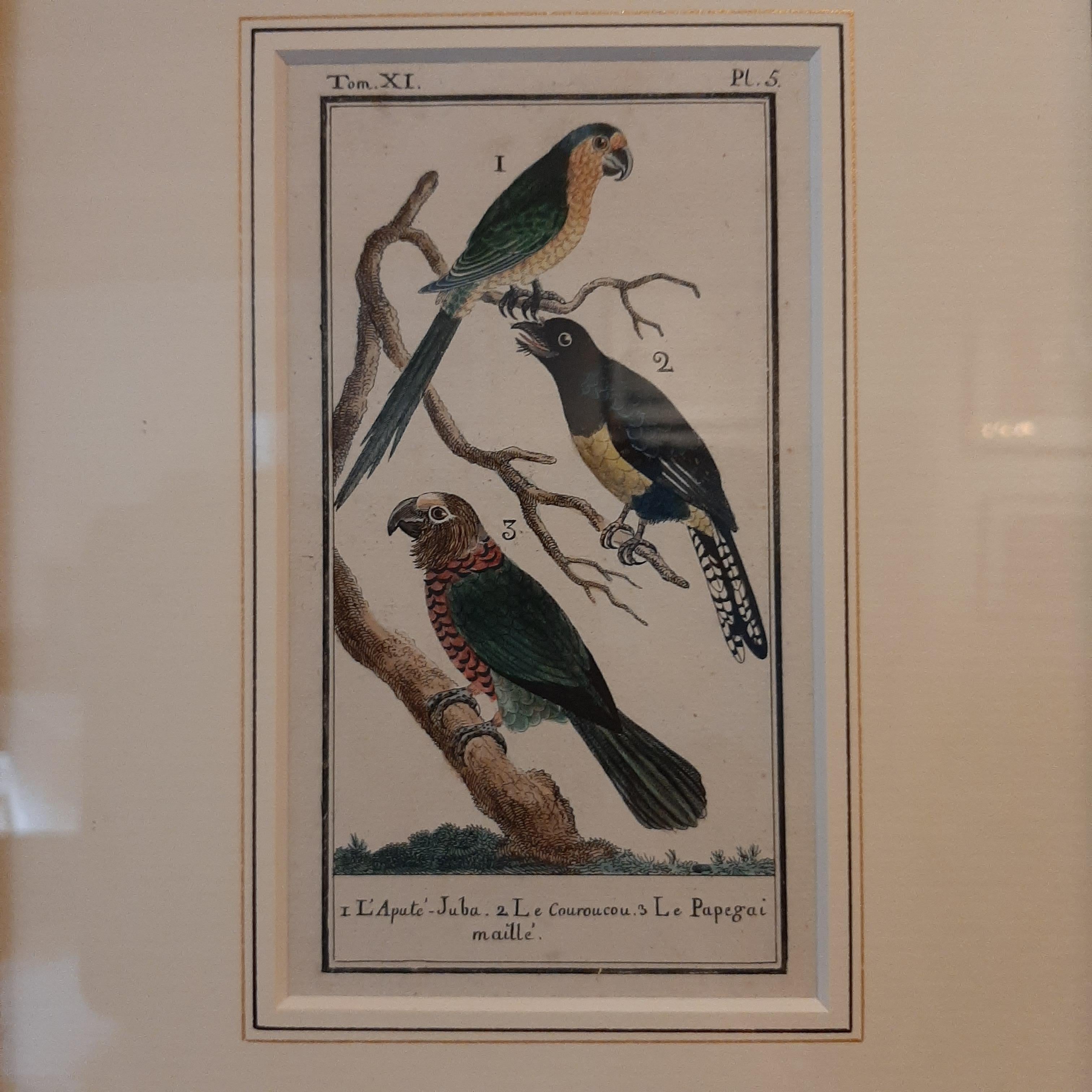 Antique print titled '1. l'Apute-Juba, 2. Le Couroucou, 3. Le Papegai Maille'. Hand-colored engraving of parrot species. This print originates from 'Histoire naturelle, generale et particuliere (..)' by Buffon. Published 1787.

Frame included. We