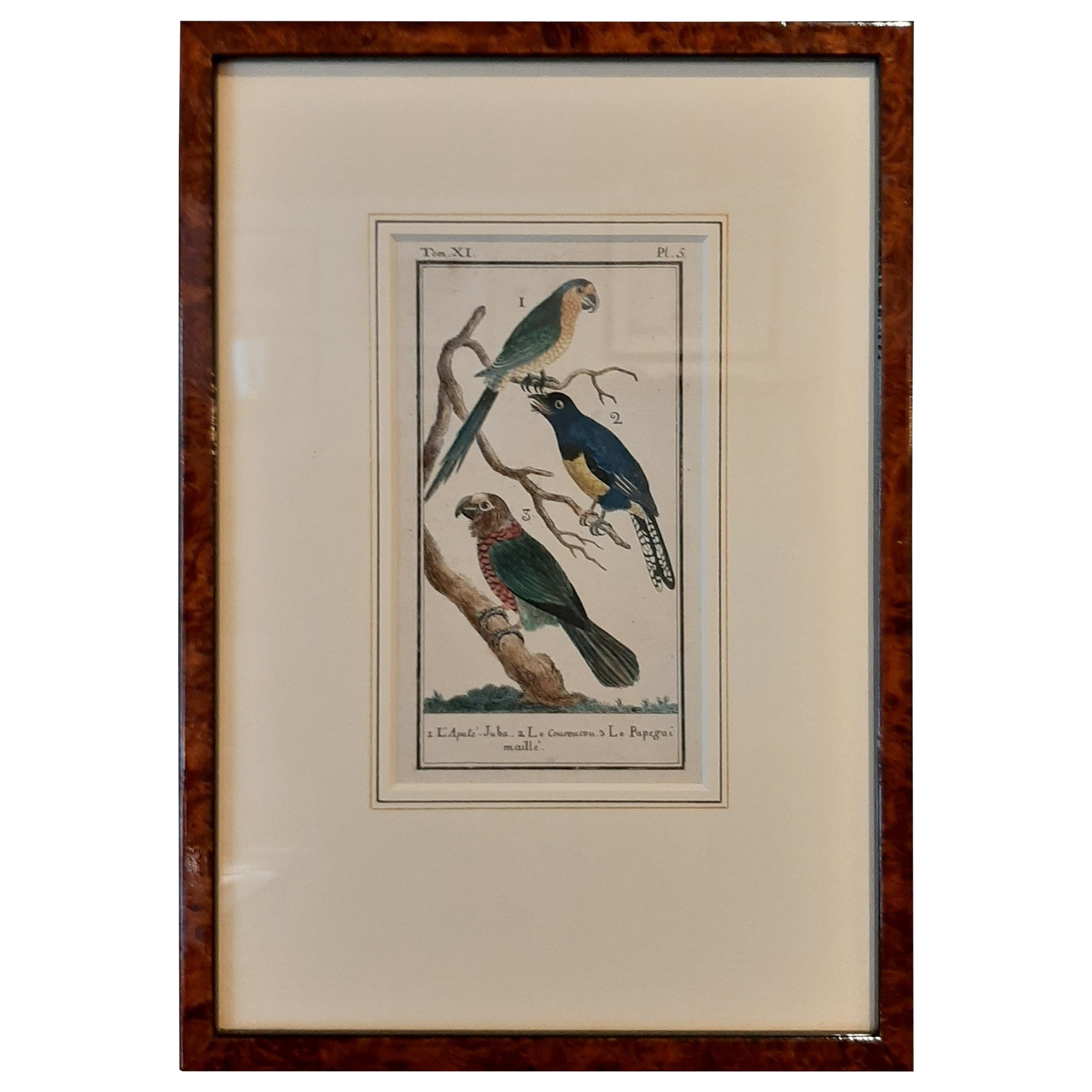 Impression oiseau ancienne de divers perroquets par Buffon, 1787 en vente